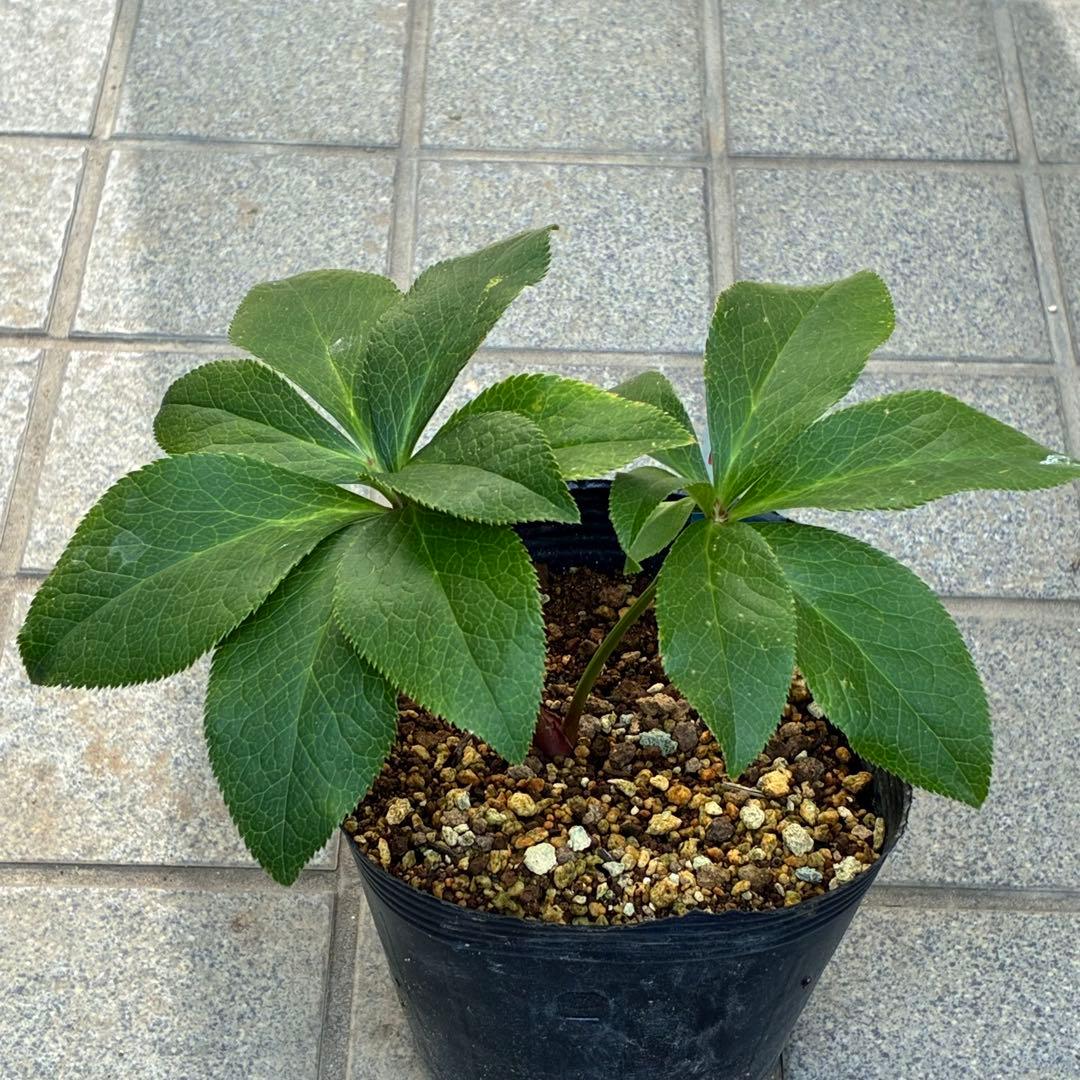 ま*️様 1325 【紅ピンクグラデーション】クリスマスローズ