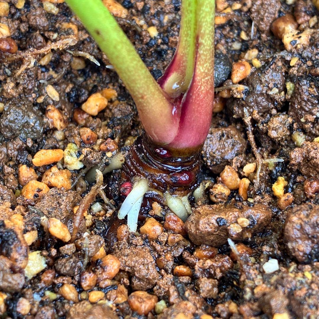 ま*️様 1325 【紅ピンクグラデーション】クリスマスローズ