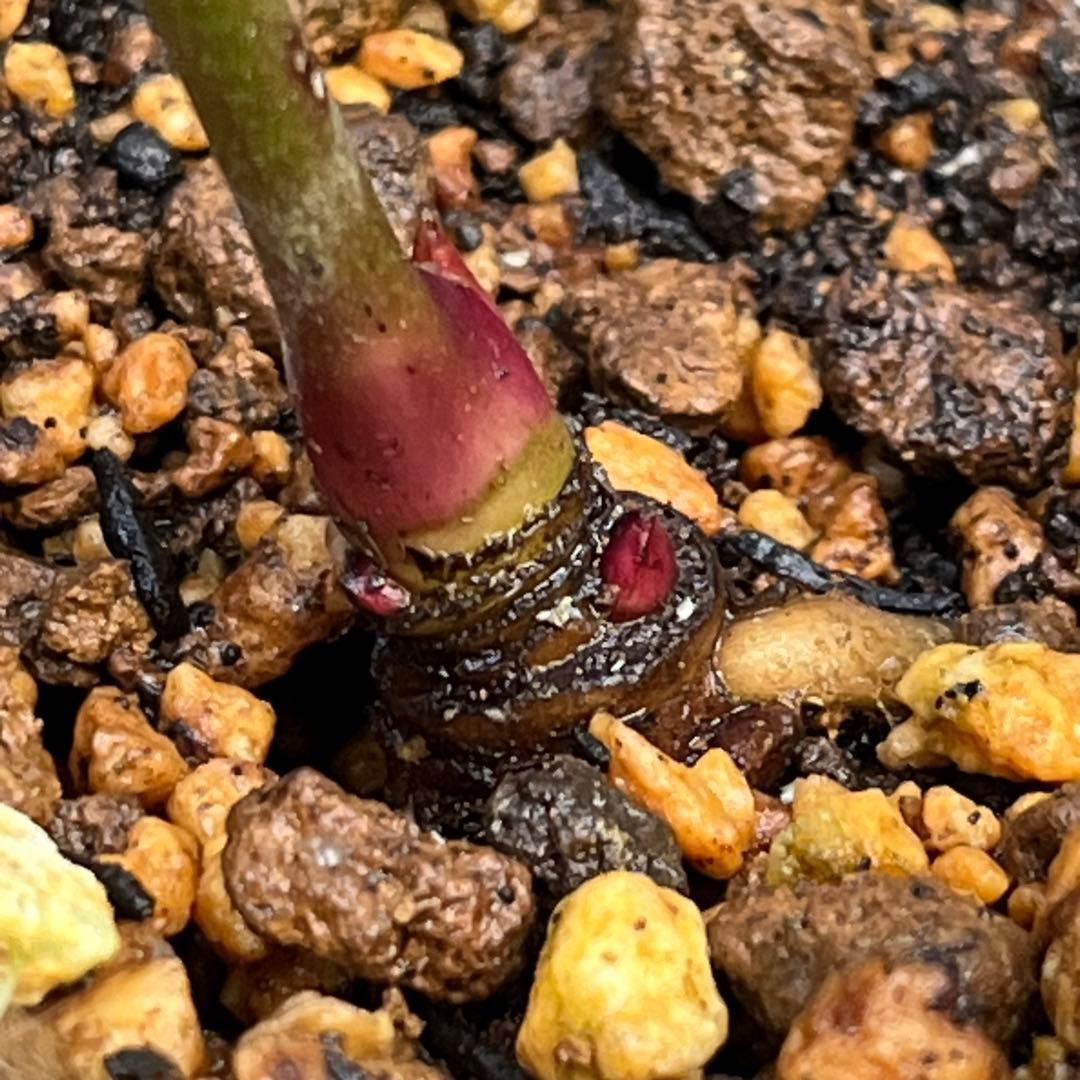 ま*️様 1325 【紅ピンクグラデーション】クリスマスローズ