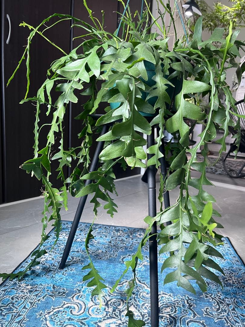 エピフィラム クリソカルディウム ゴールデンフィッシュボーン 大株