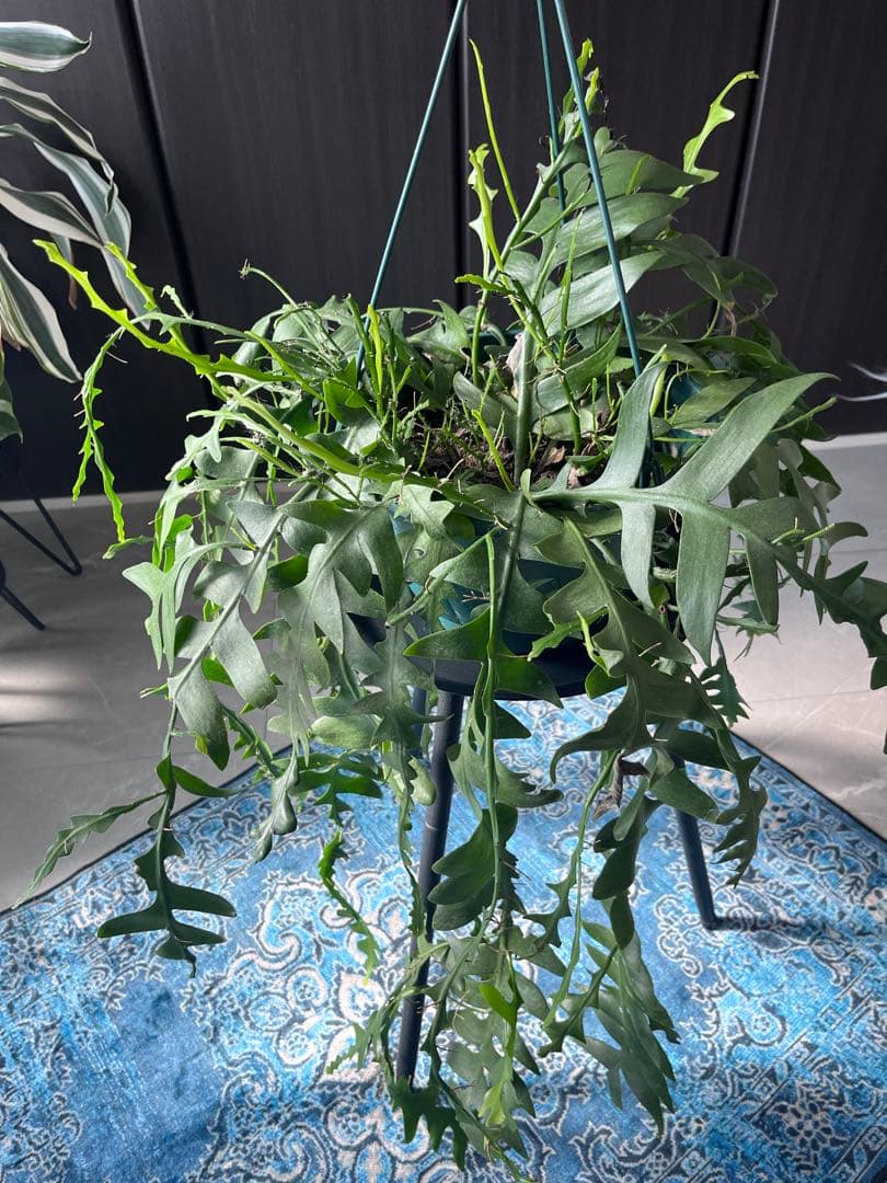 エピフィラム クリソカルディウム ゴールデンフィッシュボーン 大株