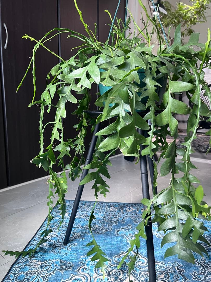 エピフィラム クリソカルディウム ゴールデンフィッシュボーン 大株