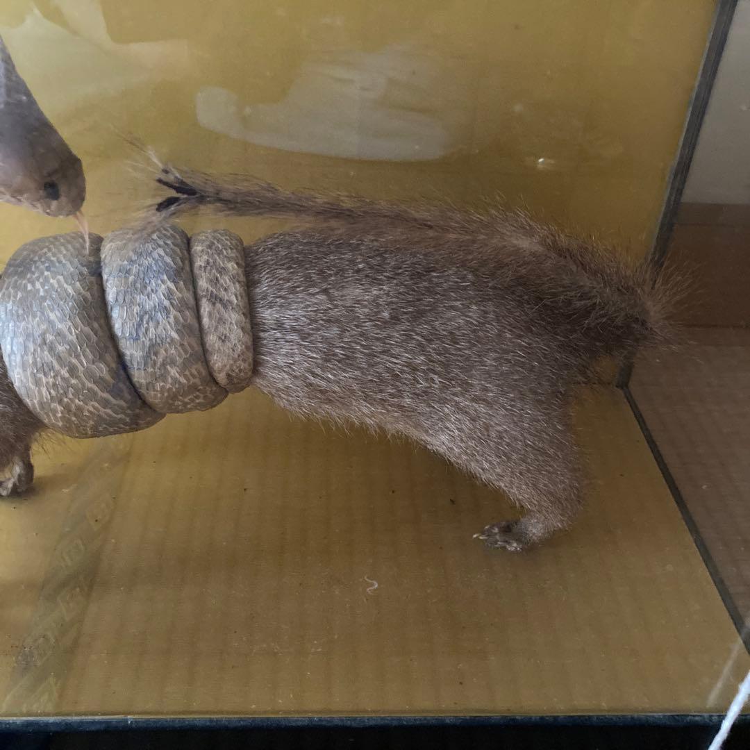 剥製インテリア