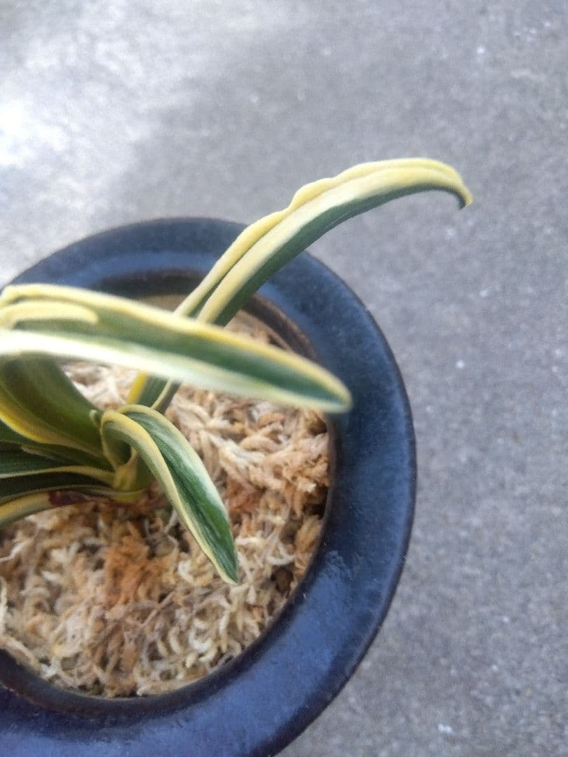 万年青　おもと　長生殿　覆輪斑　4号陶器鉢つき　極上❗　①