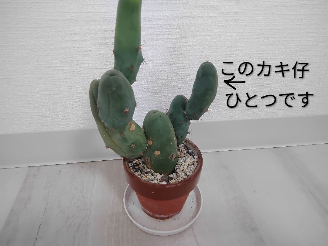 成程柱　珍宝閣　トリコケレウス