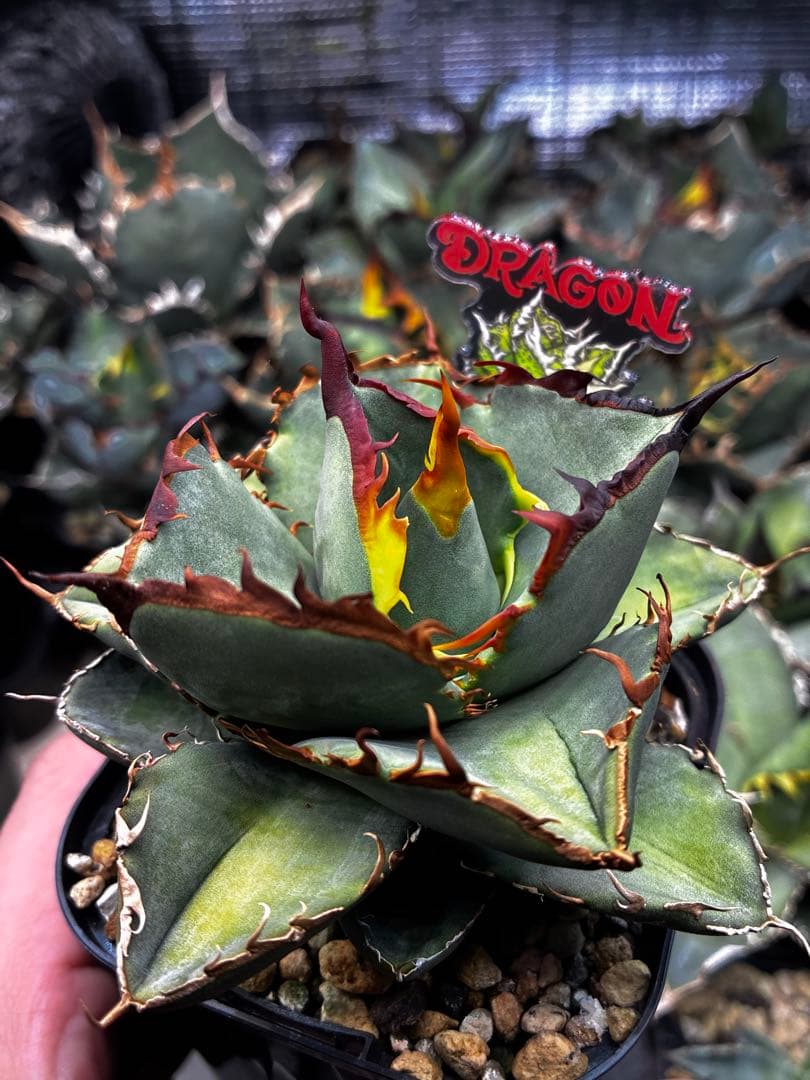 【DRAGON AGAVE産】AGAVE TITANOTA 火鳳凰 OC株