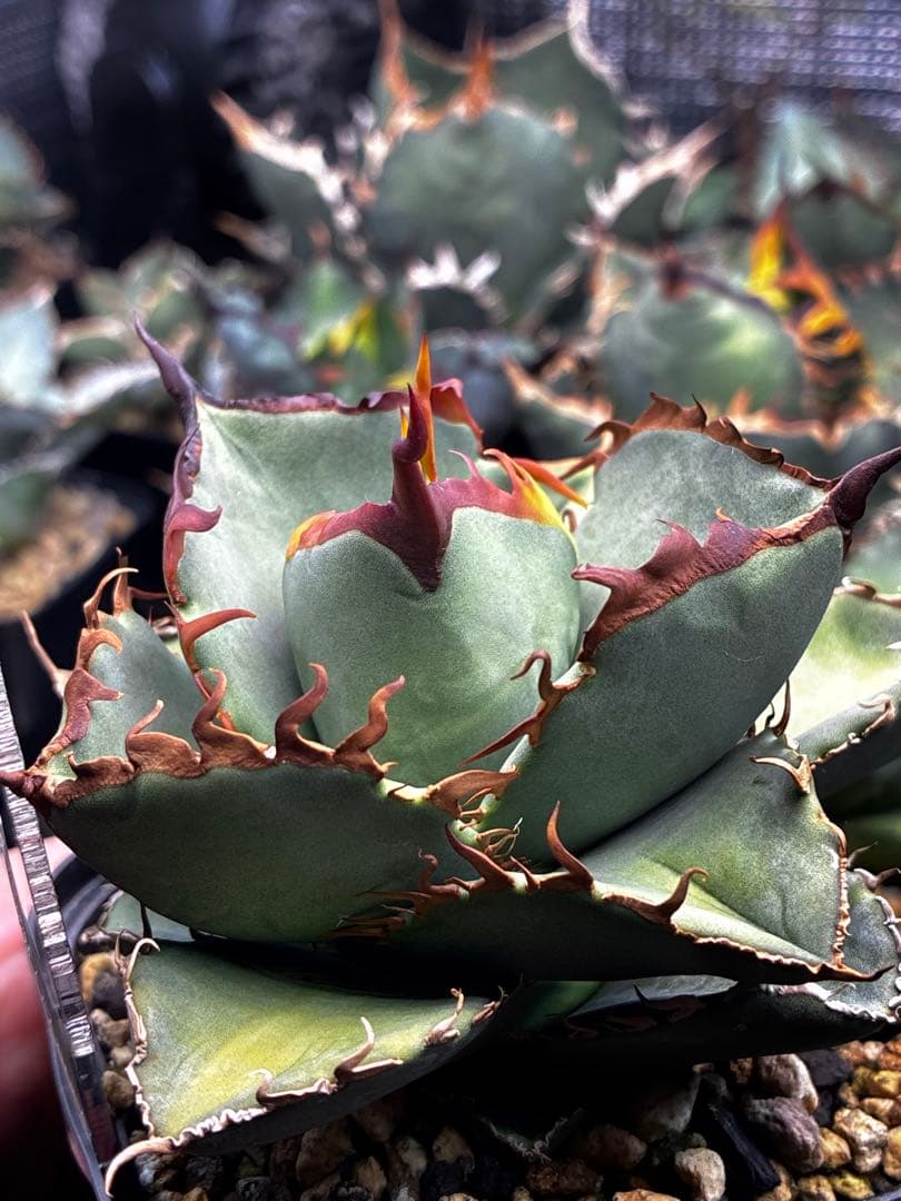 【DRAGON AGAVE産】AGAVE TITANOTA 火鳳凰 OC株