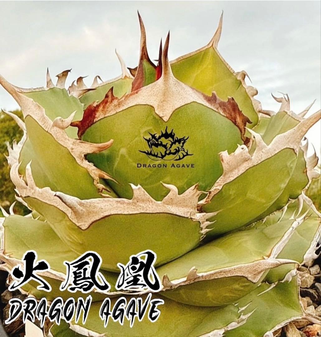 【DRAGON AGAVE産】AGAVE TITANOTA 火鳳凰 OC株