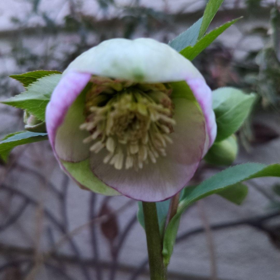 まい大和園 ❤️ 抹茶パステリッシュトレイン❤️クリスマスローズ3苗セット