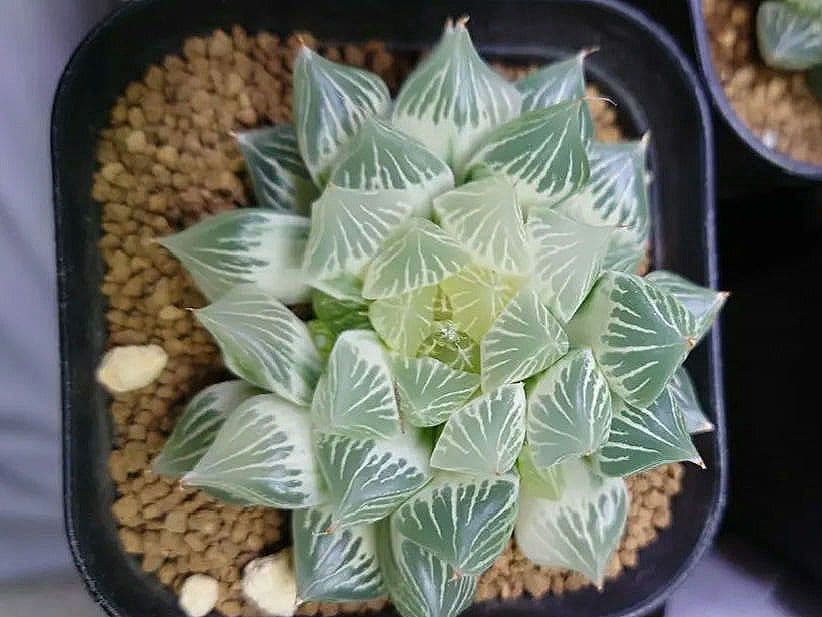 【白蛇伝】確定子株付き　子株多数　極上株