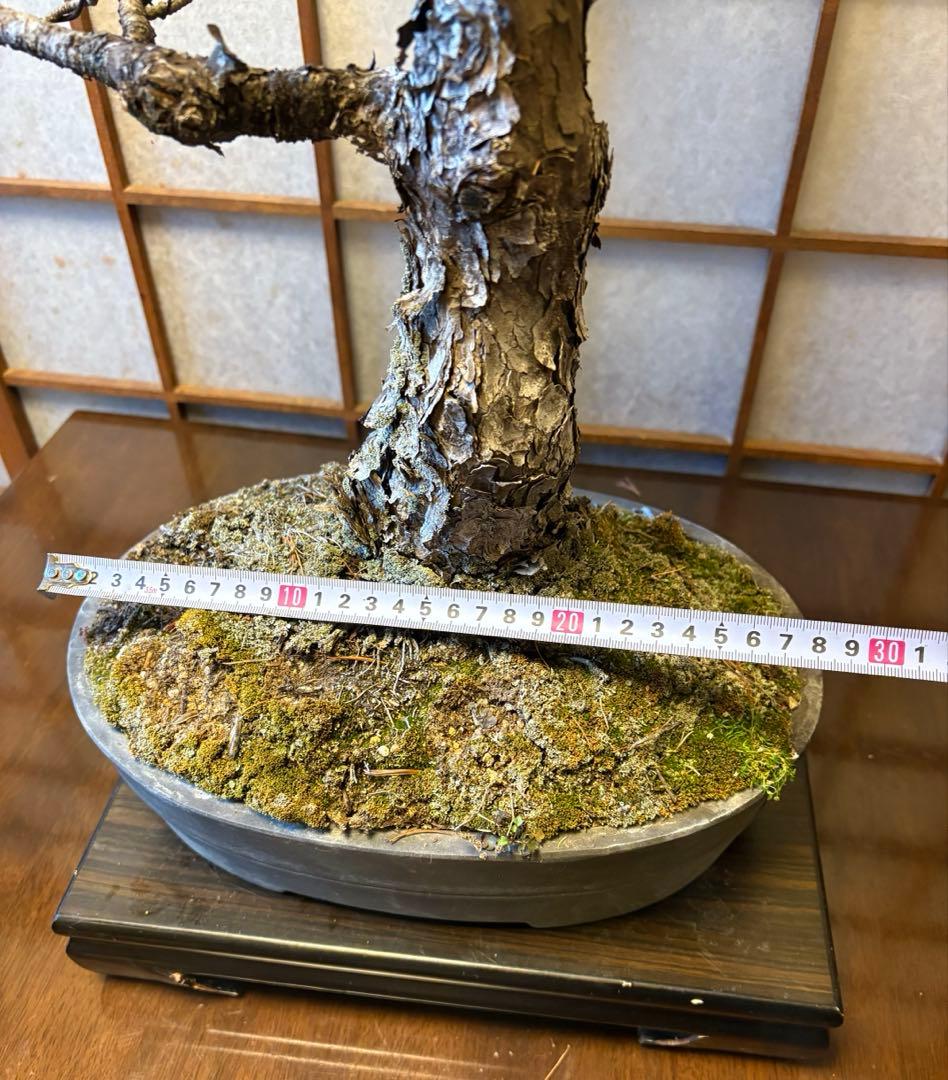 極太！五葉松盆栽❗️古木❗️フォロワー150人記念値下げ❗️黒松真柏盆栽