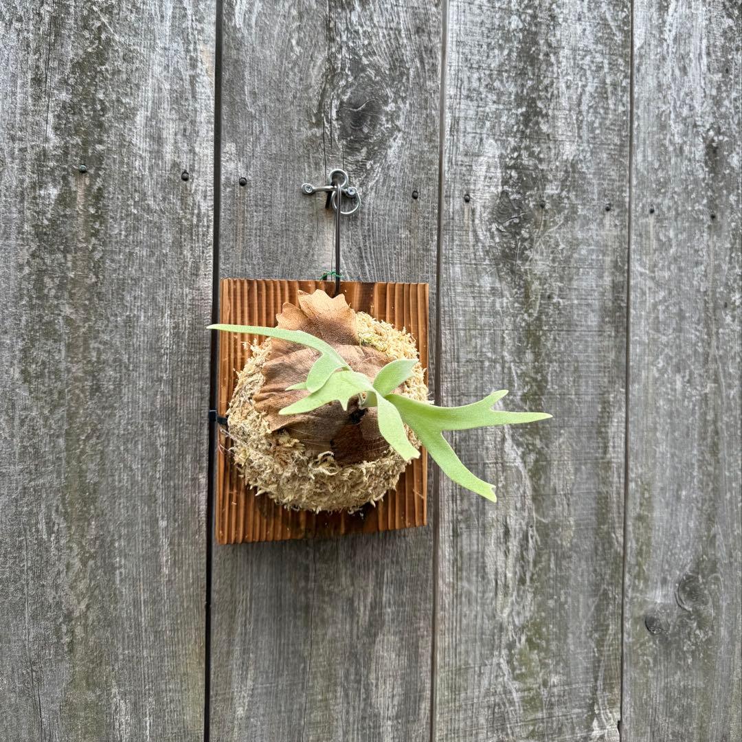 P. willinckii cv. Sombrero (pup) ビカクシダ