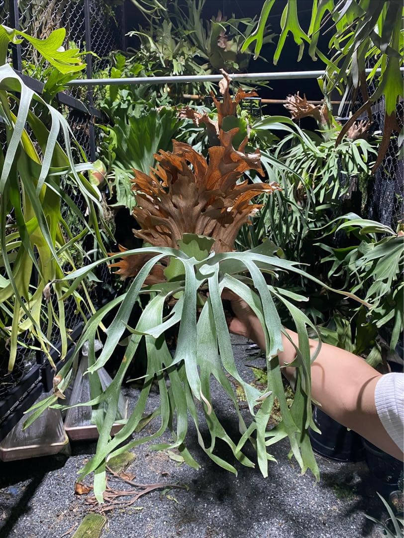 P. willinckii cv. Sombrero (pup) ビカクシダ