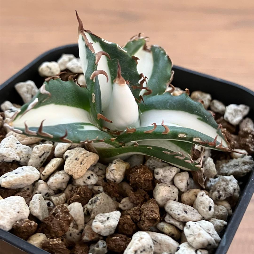 速達【鉢ごと発送】発根済み　アガべ　チタノタ　太陽神錦　白中斑　TC