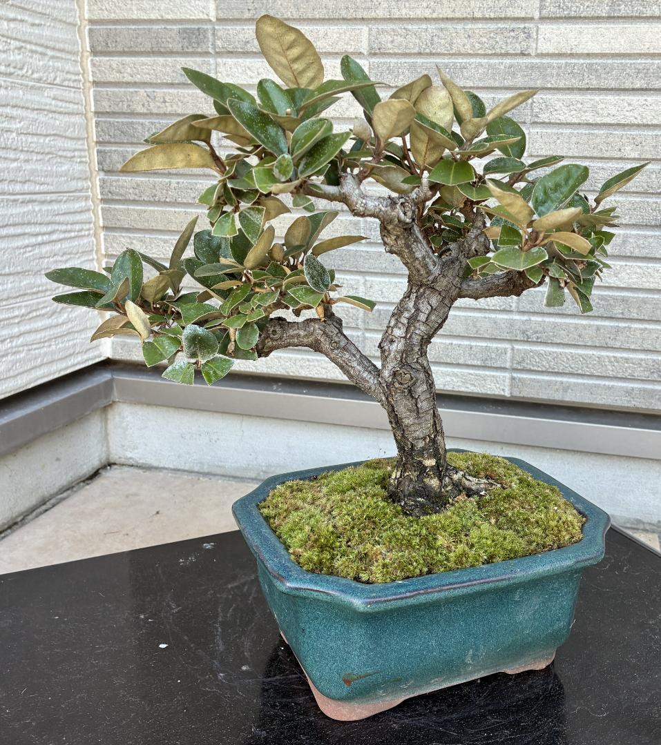 美樹形！★『寒グミ　Thorny Olive』の盆栽　樹高約３３ｃｍ（鉢底から）