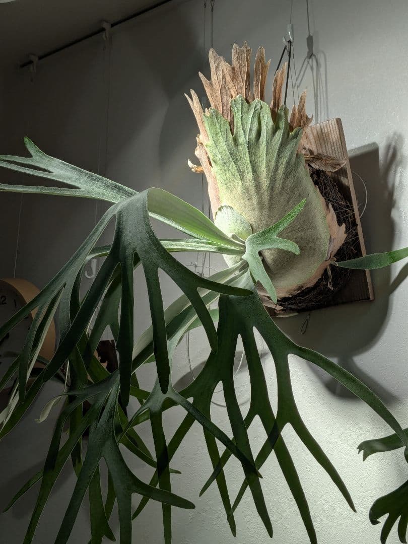 親株Monkey north high shield モンキーノースハイシールド