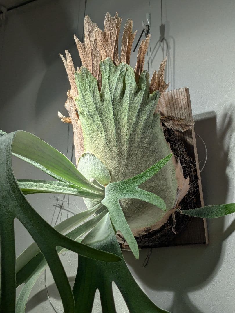 親株Monkey north high shield モンキーノースハイシールド