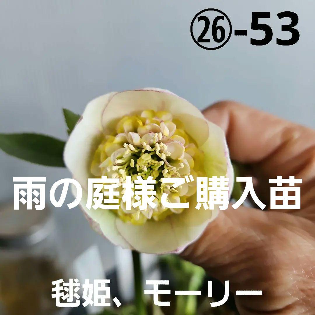 雨の庭様ご購入苗㉖-53クリスマスローズ