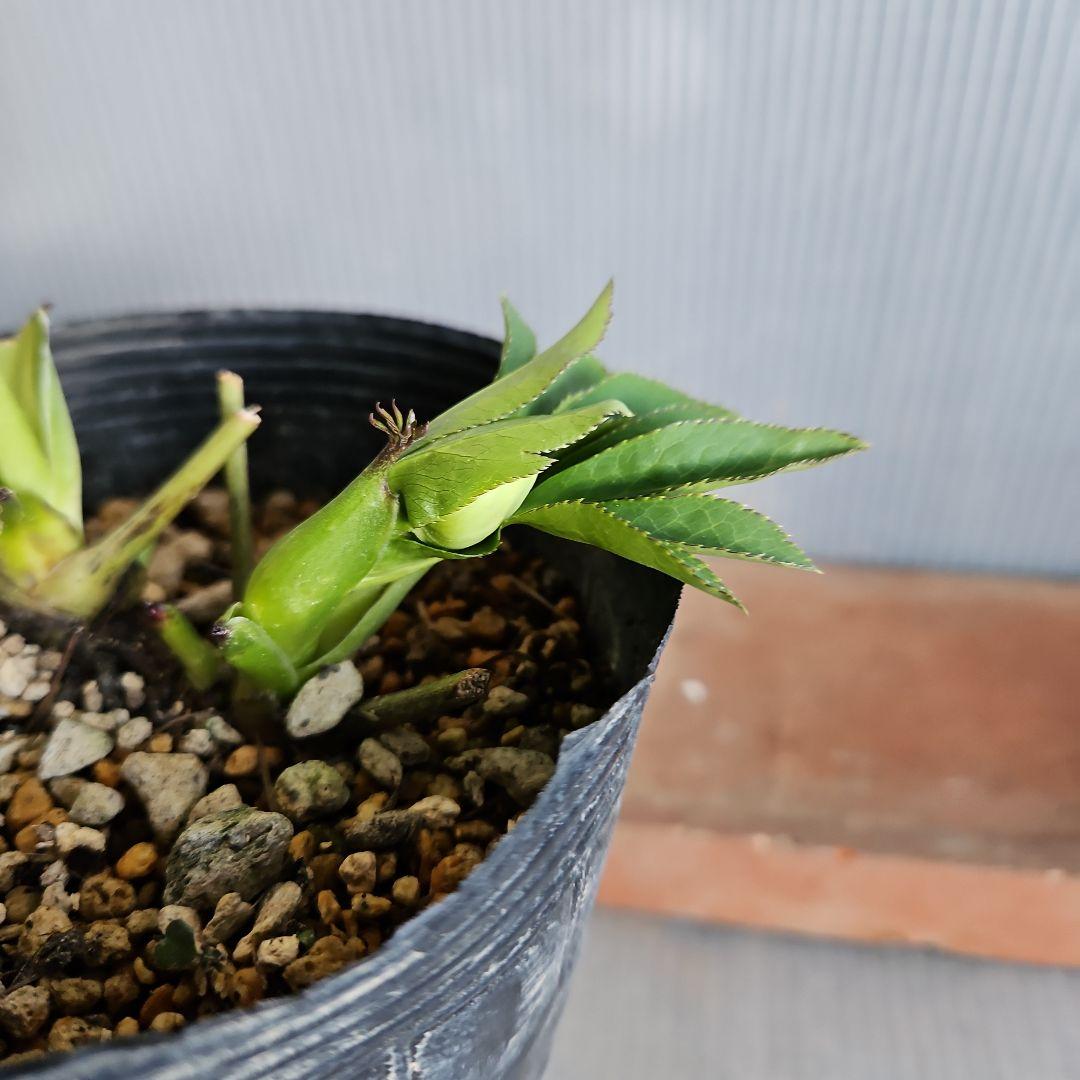 雨の庭様ご購入苗㉖-53クリスマスローズ