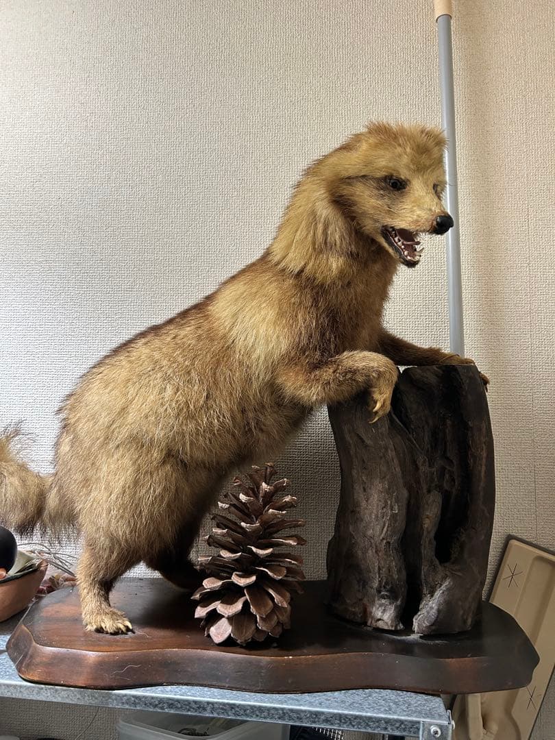 キツネの剥製 木の台座付き