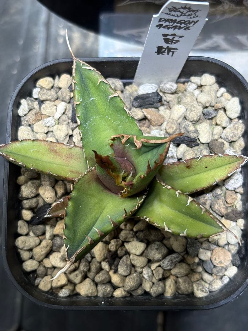 アガベチタノタ　宙斯　ゼウス　DragonAgave アクリルスタンド付き