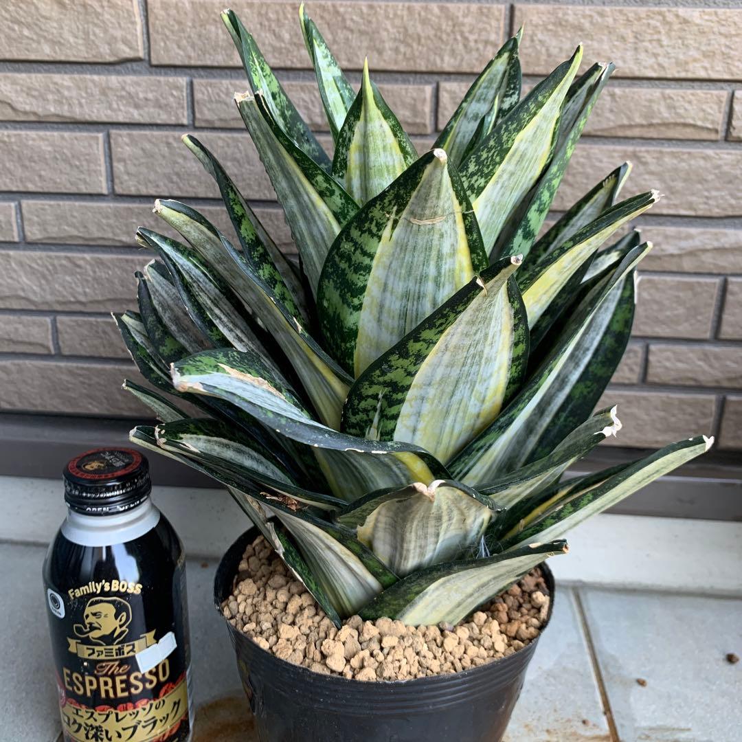 Sansevieria Hahnii Silver Zebra 特大