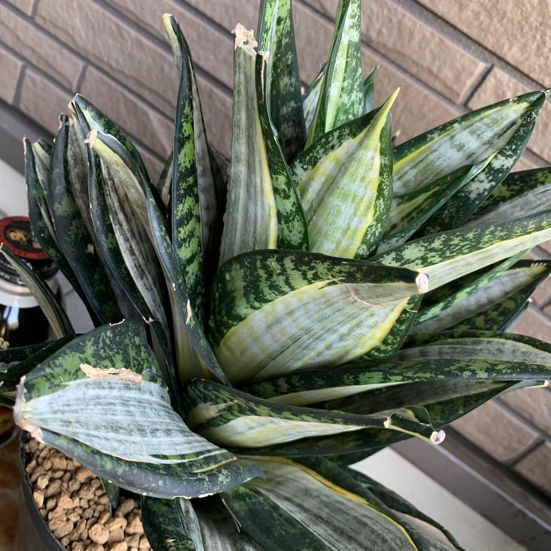 Sansevieria Hahnii Silver Zebra 特大