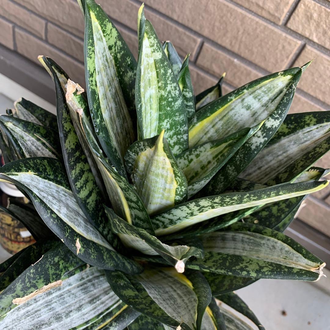 Sansevieria Hahnii Silver Zebra 特大
