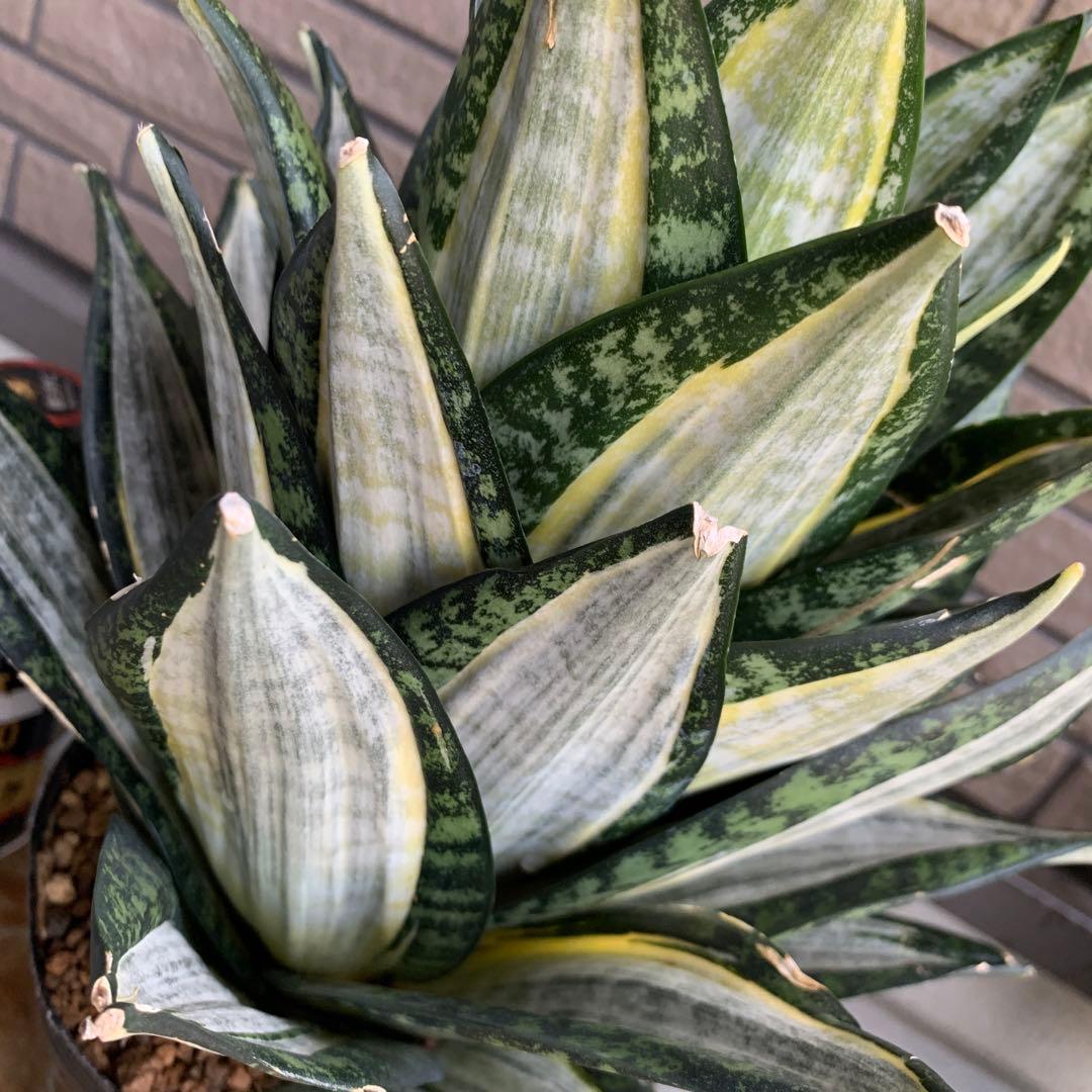 Sansevieria Hahnii Silver Zebra 特大