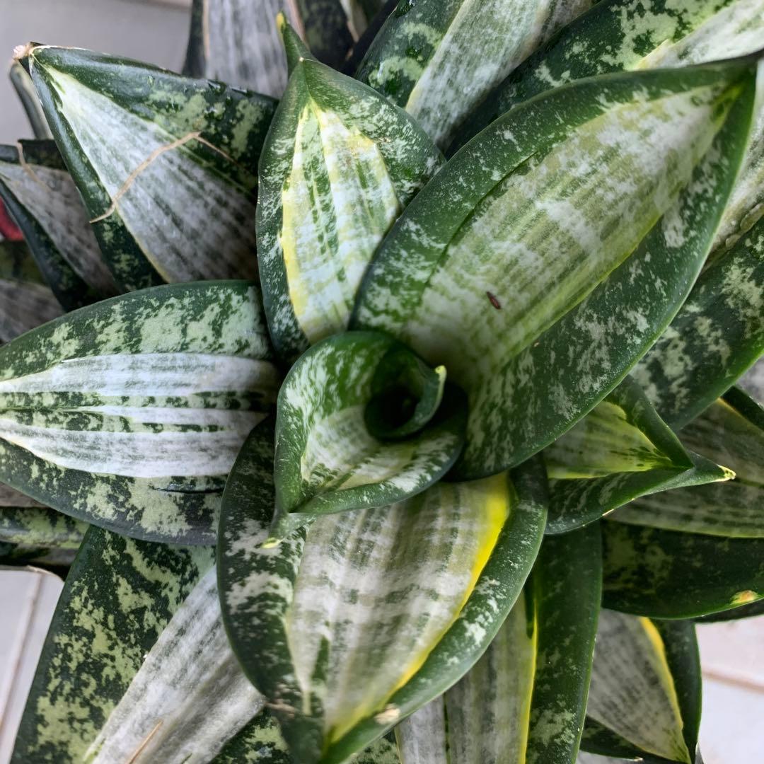 Sansevieria Hahnii Silver Zebra 特大
