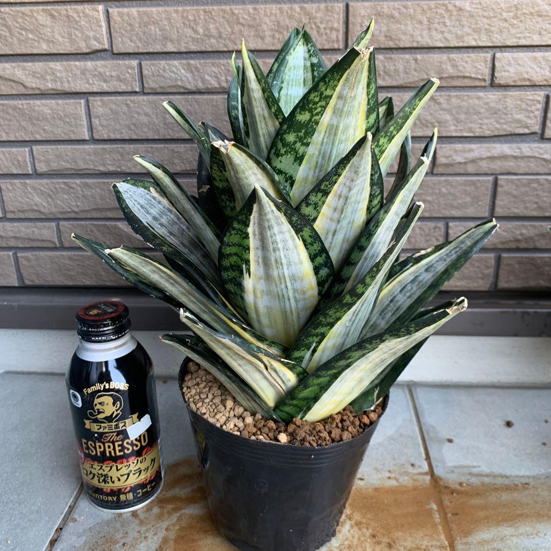 Sansevieria Hahnii Silver Zebra 特大