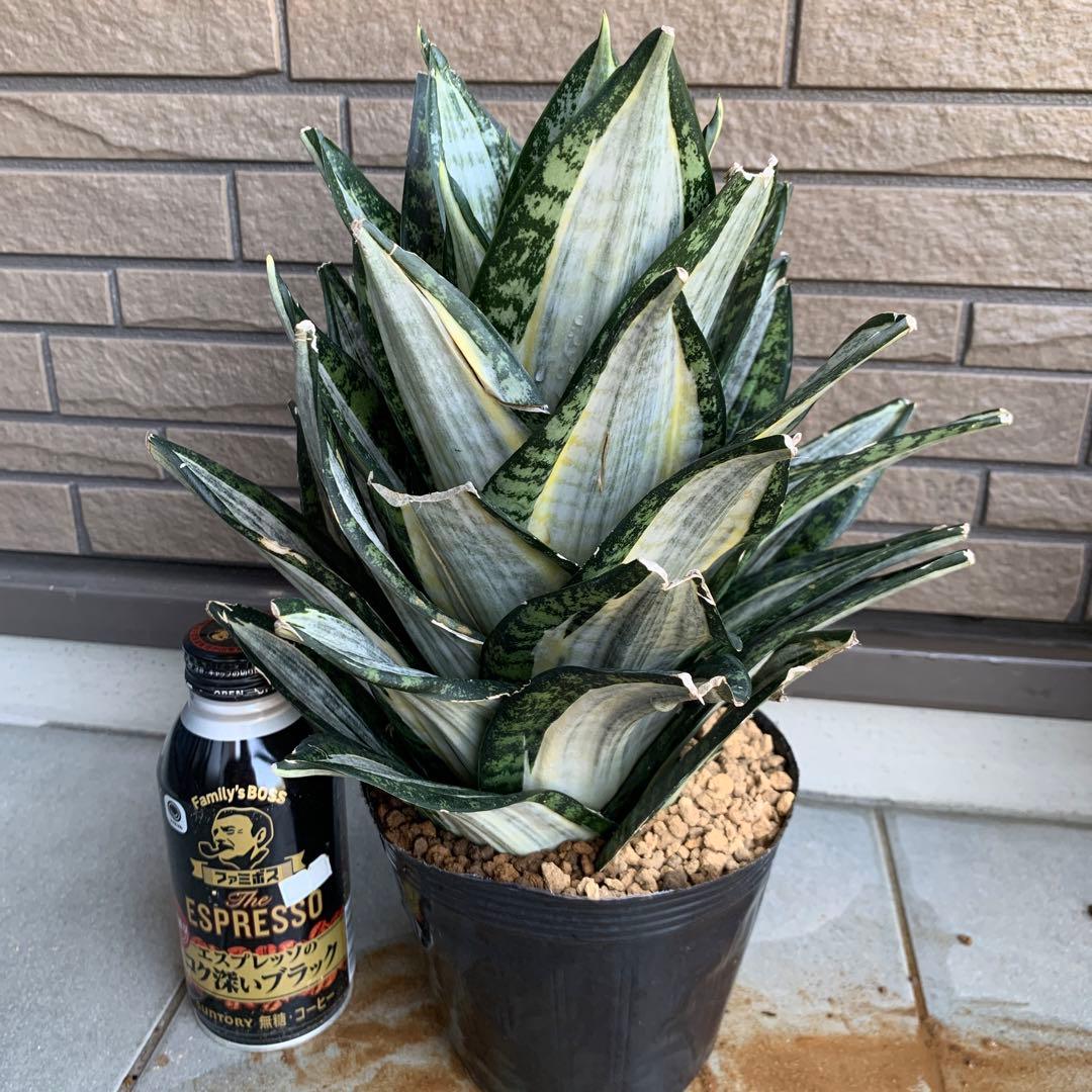 Sansevieria Hahnii Silver Zebra 特大