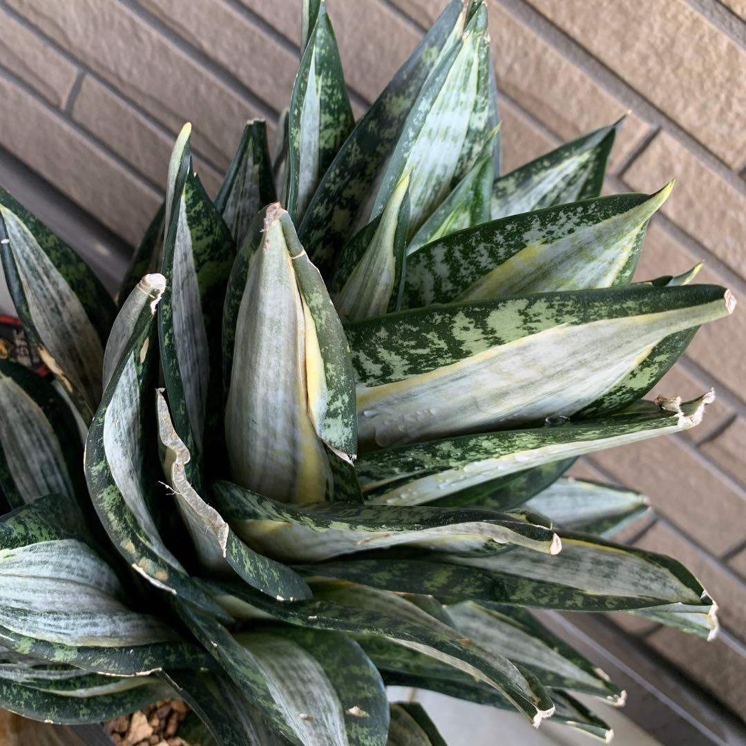 Sansevieria Hahnii Silver Zebra 特大
