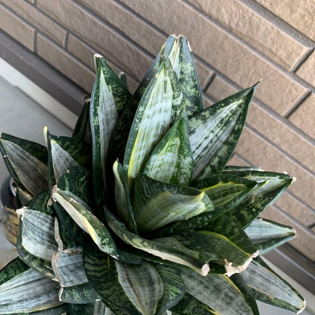 Sansevieria Hahnii Silver Zebra 特大