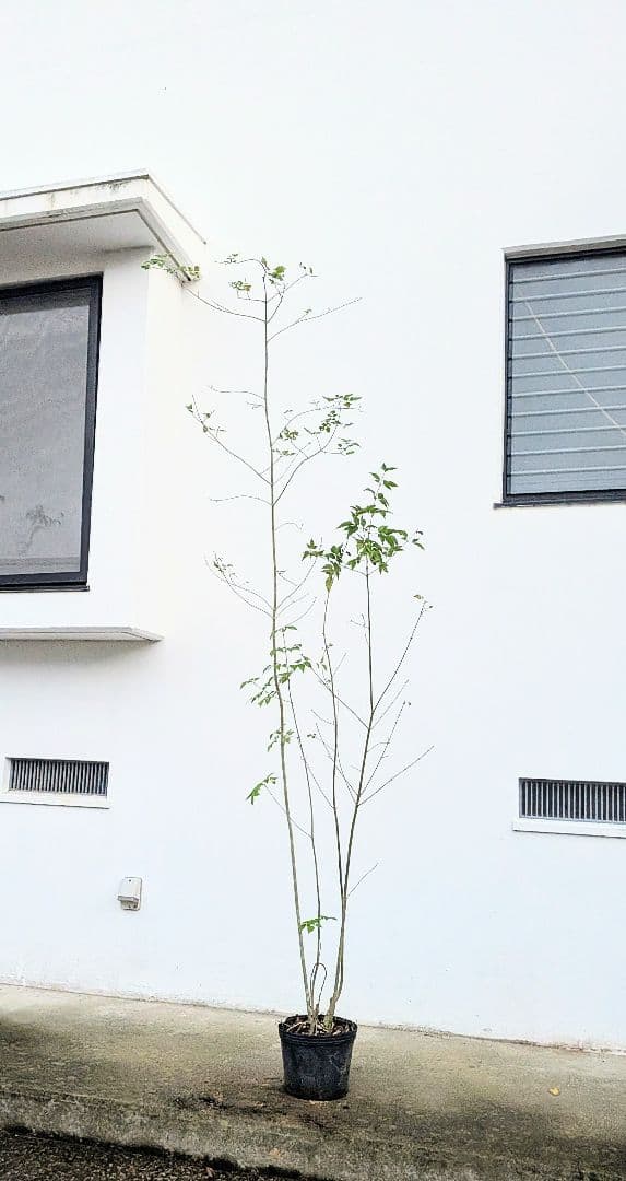 端正。山採りアオダモ。