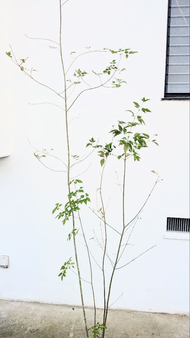 端正。山採りアオダモ。