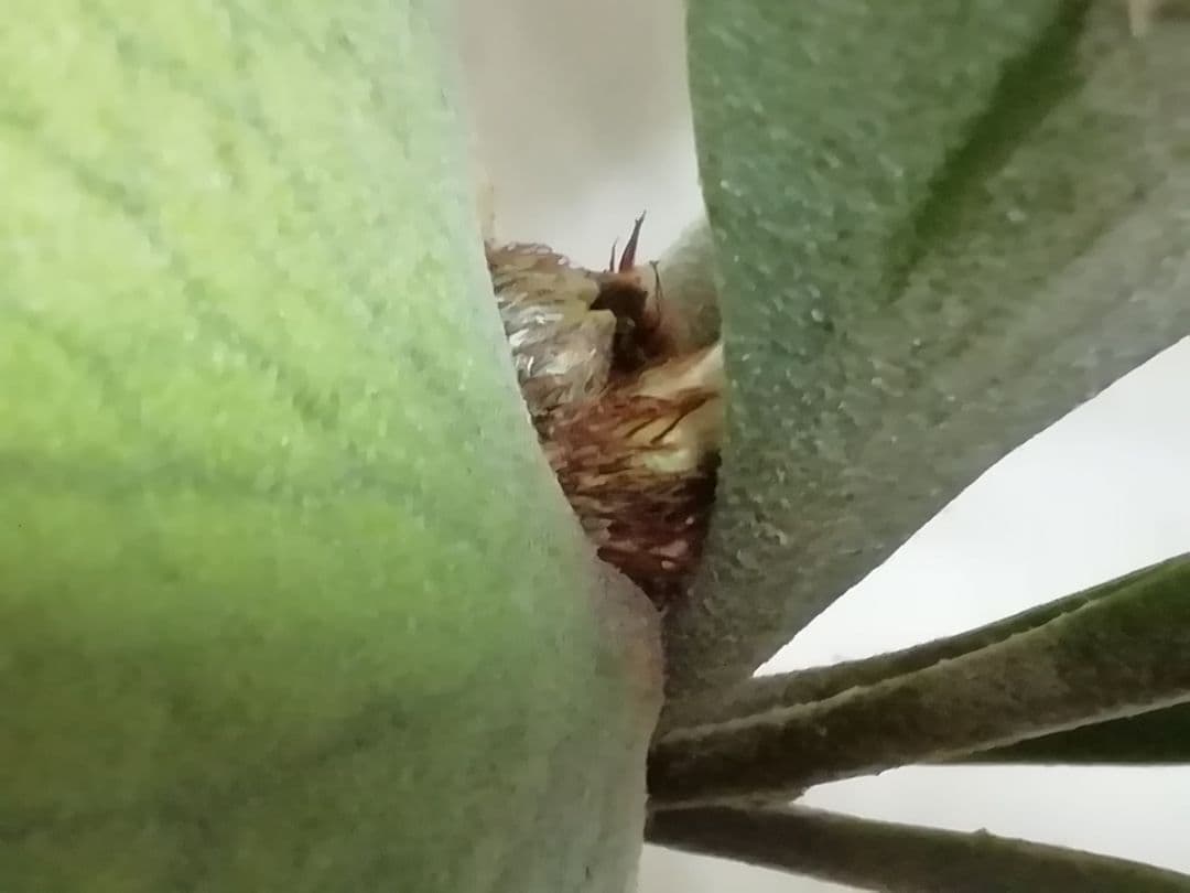 希少　ウイリンキー変異個体株　大株　お値打ち株です