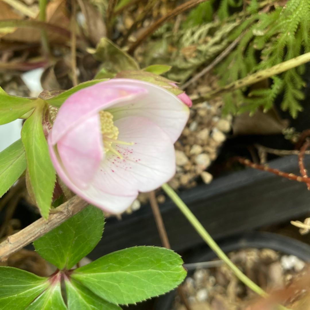 クリスマスローズ　小輪薄ピンク　株分け前提