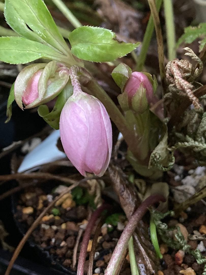 クリスマスローズ　小輪薄ピンク　株分け前提