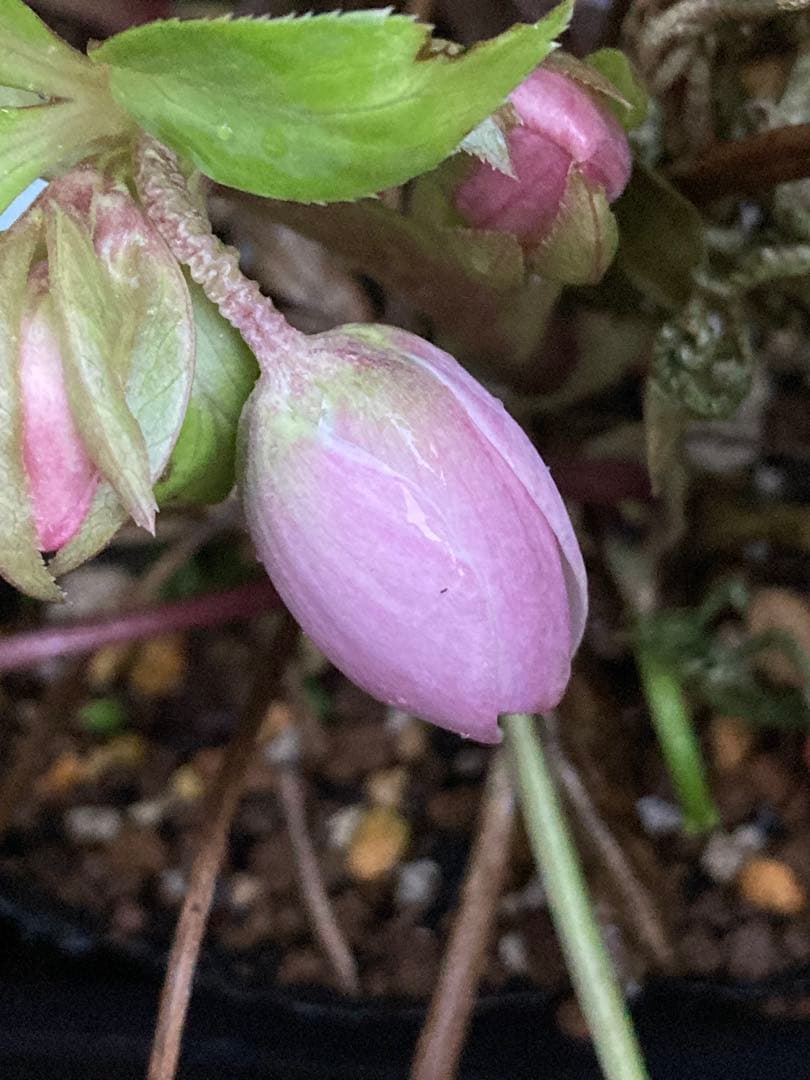 クリスマスローズ　小輪薄ピンク　株分け前提