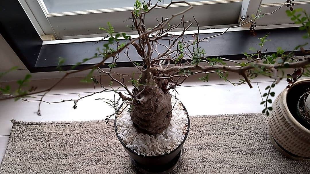 パキプス 鉢付き