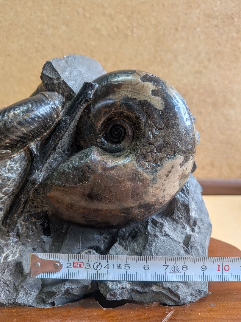 アンモナイト化石12㎝(292)