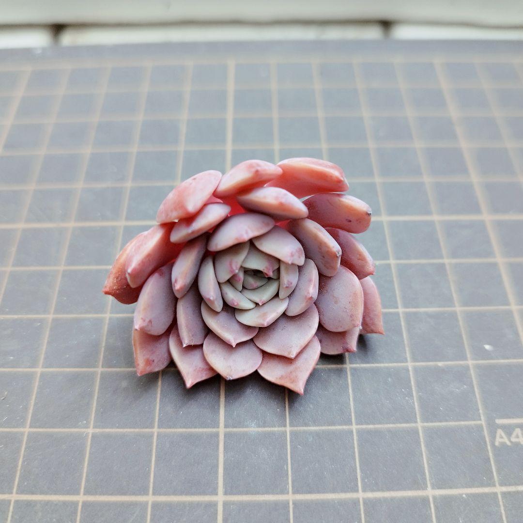 コスモス◎多肉植物 カット苗 韓国苗 エケベリア等