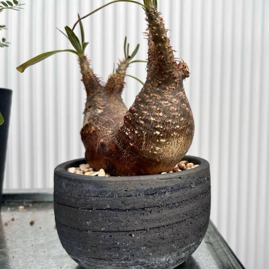 グラキリス 2頭 みやび鉢付き 発根済み