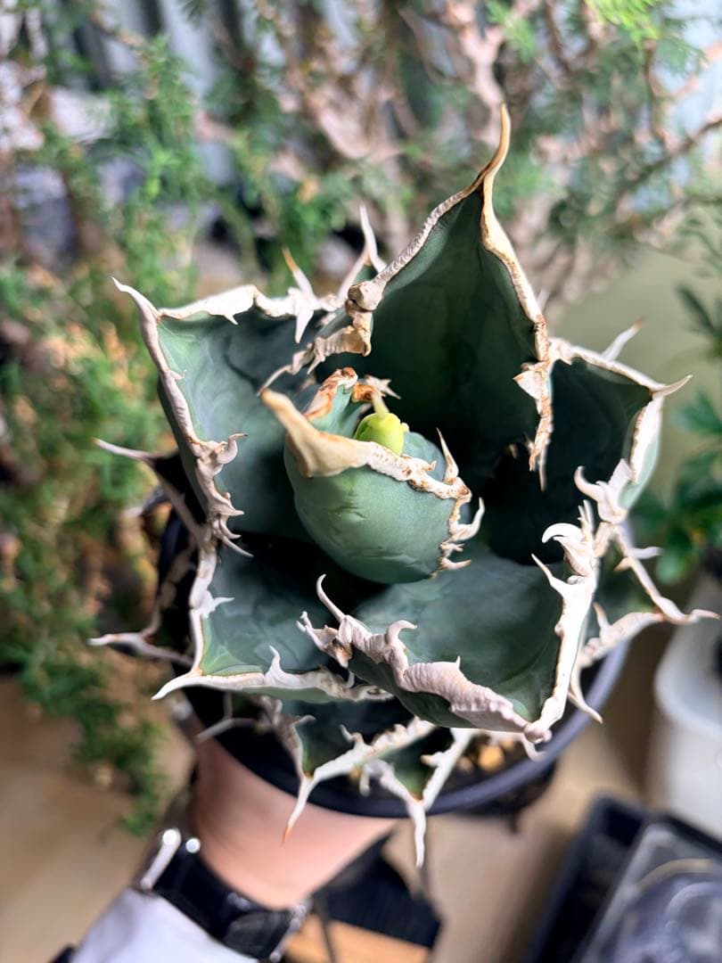 アガベ　狼人大株　子株付き