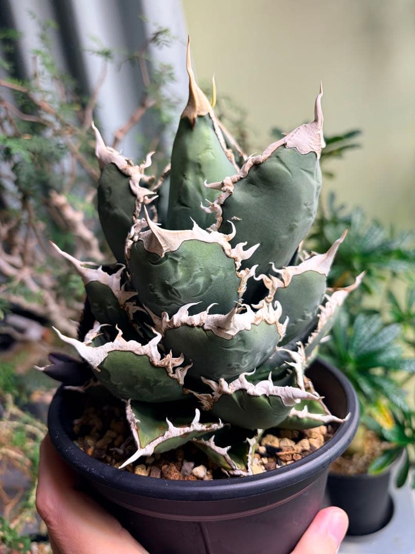 アガベ　狼人大株　子株付き