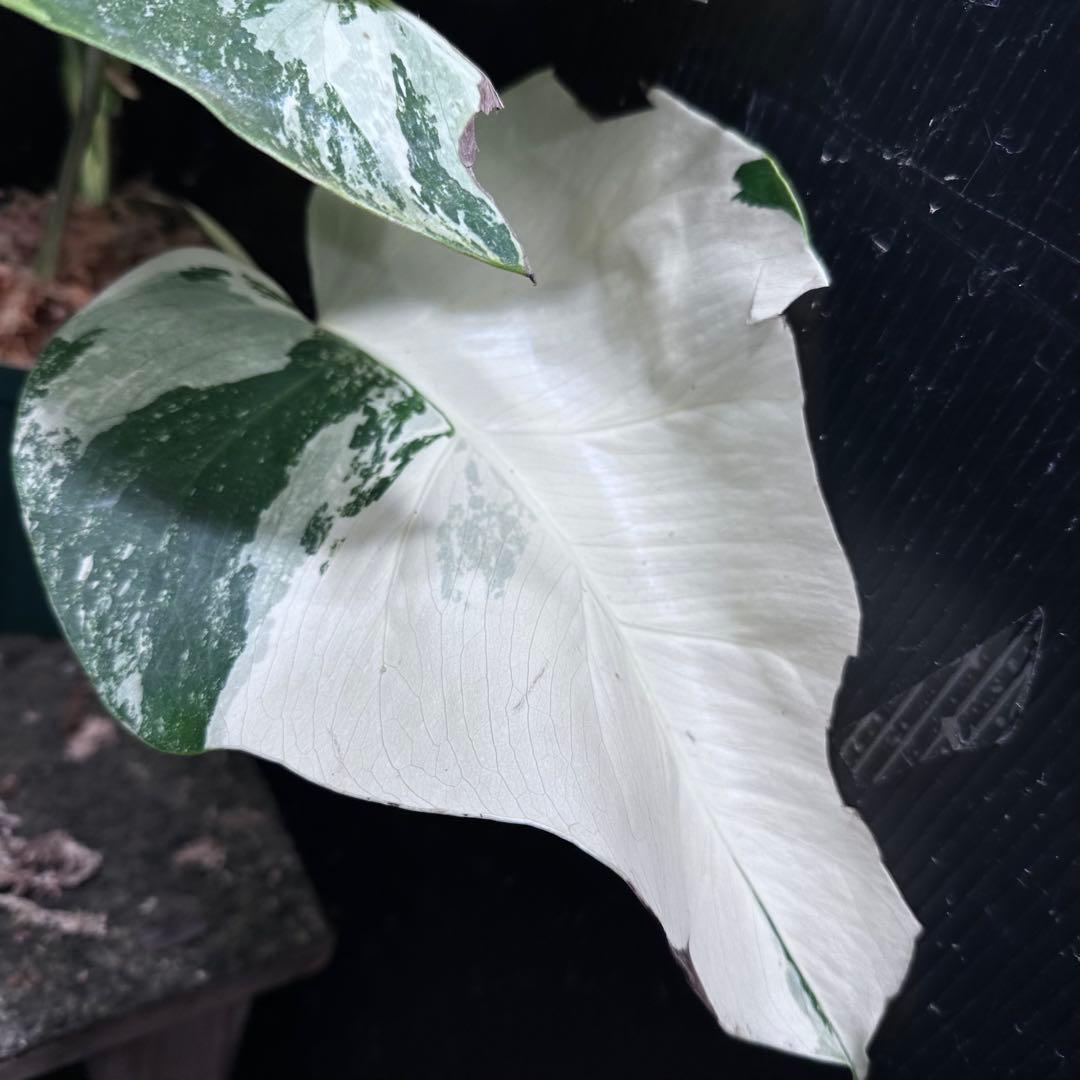 蒼*読様 斑入りモンステラ ホワイトタイガー極美大株48cm白斑多