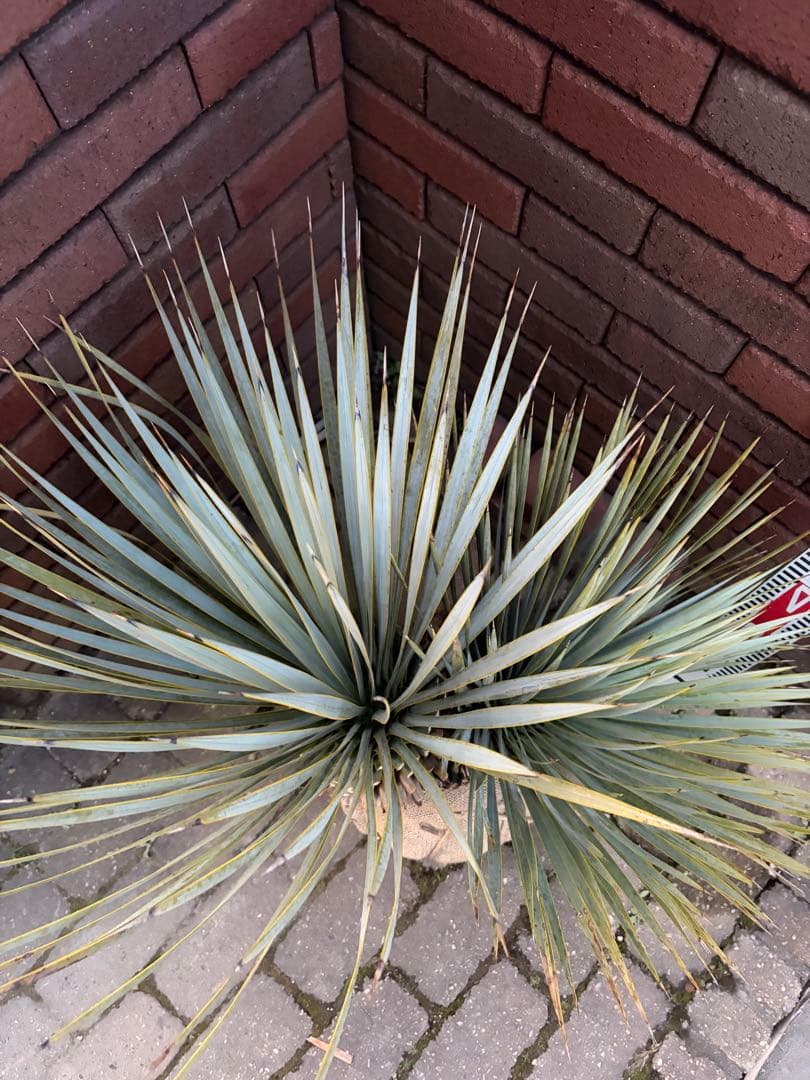 専用 ユッカ　ロストラータ　う