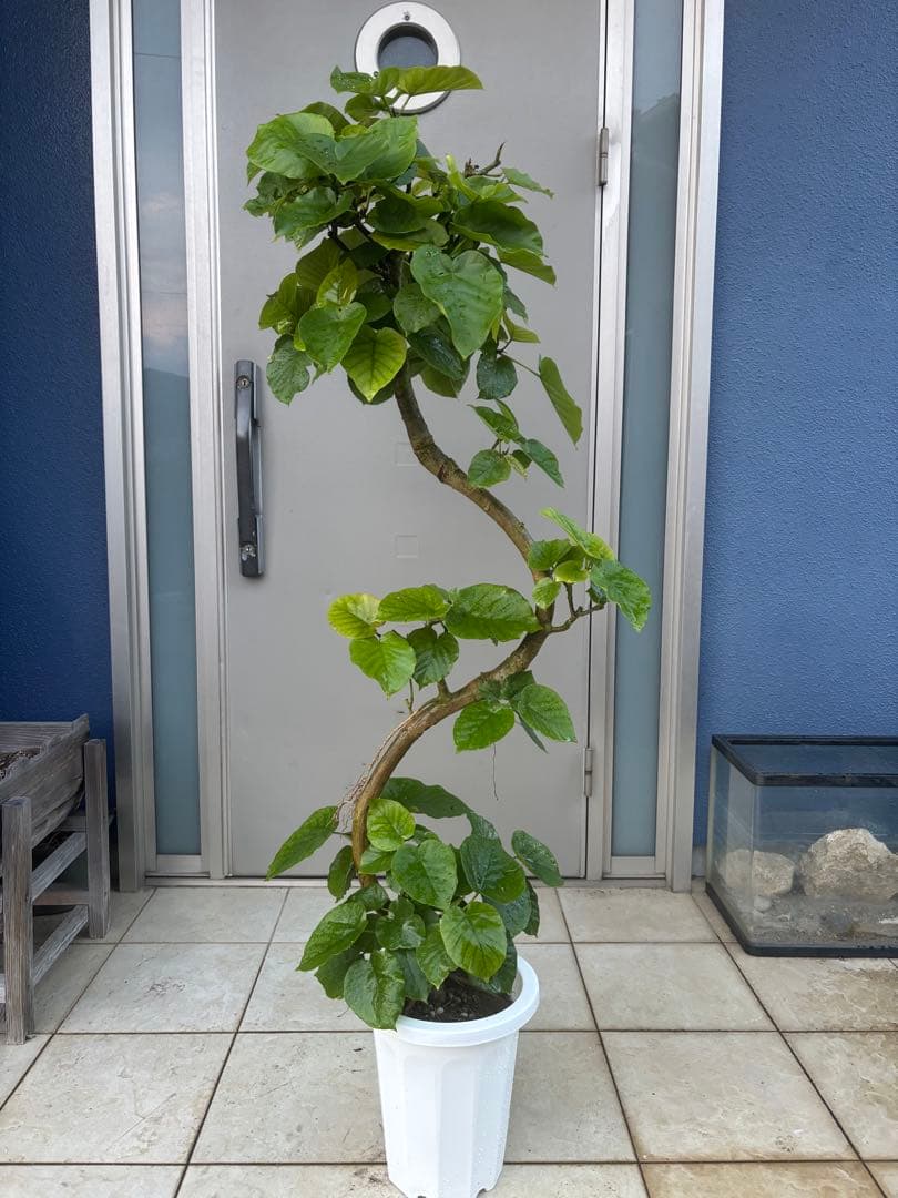 曲がりのウンベラータ　8号 140センチ前後　3鉢