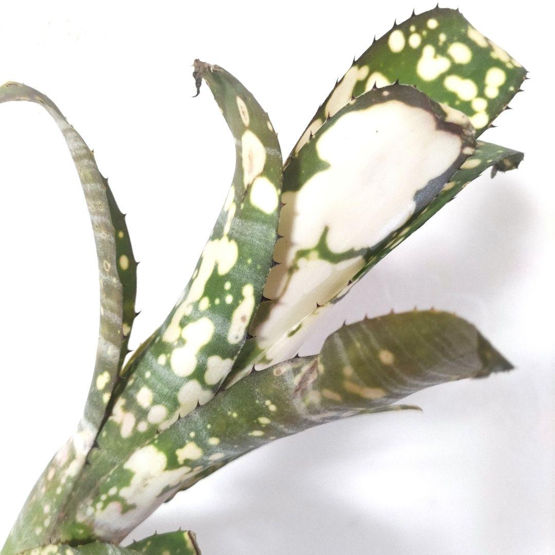 レア種！ ビルベルギア トンプライ パイプスター♪